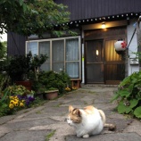 『【高千・外海府】猫がのんびり』の画像