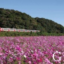 月刊鉄道ファン 2025年1月号付録　風景メモカレンダー　2025年9月