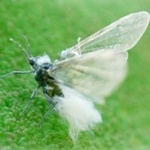 【虫注意】 北海道が異常事態　虫が大量発生ｗｗｗｗ