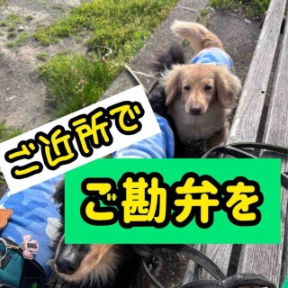 メルロコ一家の横須賀ストーリー