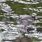 野鳥の観察を都内で