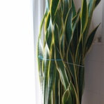 「藍川京」の部屋