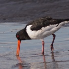 『投稿：BORG89EDによる野鳥５態＆値上前に買いたいパーツ  2022/01/30』の画像