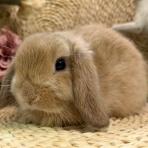 RABBIT COTTON
