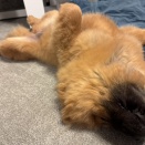 フローズンの話から遺伝子の話ブリーディングの話