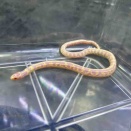 別館ヘビカメ新着