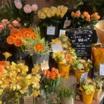 ハックン俳句でしょ！　　　　　　　　～愛犬ハックと俳句を楽しむ日々～