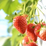 【衝撃】栃木県のイチゴ農家、闇が深すぎると話題に