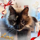 今まで生きてきて初めて知った『猫』のとある事実!