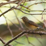 野鳥は可愛い♪ ２