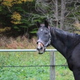 『紅葉真っ盛り』の画像