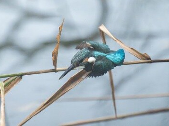2026年9月23日の野鳥公園