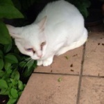 蓮舫の猫、失明寸前ｗｗｗｗｗｗｗｗｗｗｗｗｗｗｗｗｗｗ