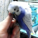 あむしろ家🏡13羽の今日のみなさん🐦