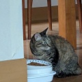 ちょっと解散のようね