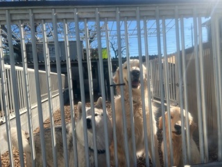 今日もバタバタとレスキューの犬達がやって来ました。