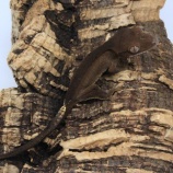 『【新入荷】クレステッドゲッコー~カプチーノ、フラペチーノ~』の画像