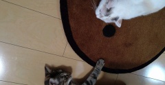 実物のﾈｺﾁｬﾝたちセカンド261