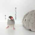 怪しい業者がやって来た！②