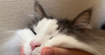 天使と悪魔