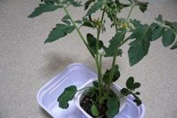 トマト凛々子 挿し木から 水耕栽培1 準備と失敗 ベランダで野菜づくり