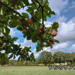 ソワレが要らないフランス暮らし