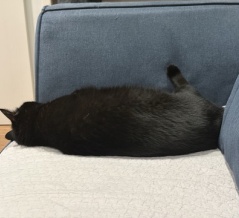 足で壁を蹴って寝る猫