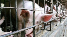 “猛毒大気”だけじゃない！ 中国新型細菌の恐怖