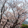 4/6(月)〝竹ヶ端運動公園〟〝集会所裏水呑川土手〟サクラ並木の散策(^.-)☆(14)
