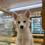 静岡県沼津市 ペットショップワンラブ カインズ沼津店のスタッフブログ