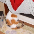 猫に小判を与えたら。 埋蔵金：千八百八拾六両　なんで結局ぅそぉ～よぉ・・・。