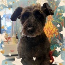 シュナウザー　シャンプーカット　ひめちゃん　平塚店市川