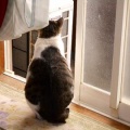 猫に小判を与えたら。 埋蔵金:千八百伍拾参両 遊びに行きたい。