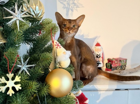 クリスマスツリーを出しました