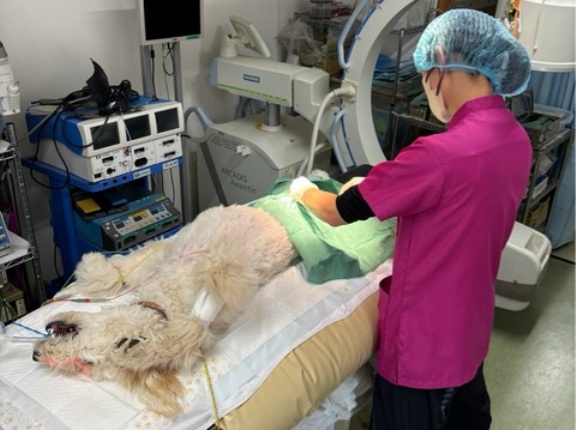 手術が始まりました、予定は13匹😆💦