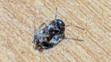 【閲覧注意】いつの間にか床におったこれなんの虫なん？（※画像あり）