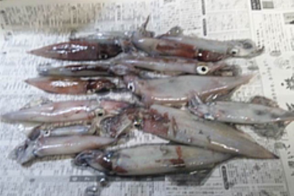 その日の気分で釣り行こー 釣り