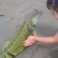 魚「よし陸で一旗あげるぞ！」「エラ呼吸？もう使わないからいらんな」　これマジで糞バカだよな？残してくれたらクッソ役立ったのに