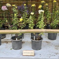 岐阜公園「菊人形・菊花展」