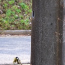 シジュウカラ/ Parus major