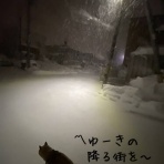 豆柴ぽんと北海道