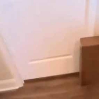 猫の動画 ねこわん！
