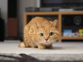 6歳の女子猫って遊ぶ？遊ばない？？