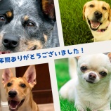 『犬の感情を思いやるためには、自分の思いと行動を律する必要がある』の画像