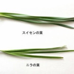 もらった「ニラ」、実はスイセン…一家が食中毒