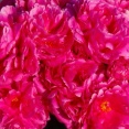 花盛り・芍薬