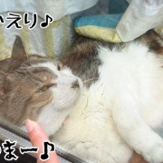 老いてもエース