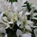 皐月　白玲の星　