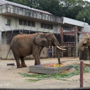 媛ちゃんの19歳のお誕生会♪ (2)