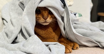 カーディガンの中の住人